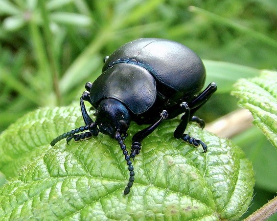 bloody-nosed beetle